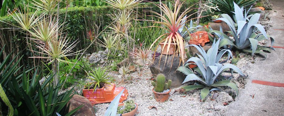 Cacti Garden