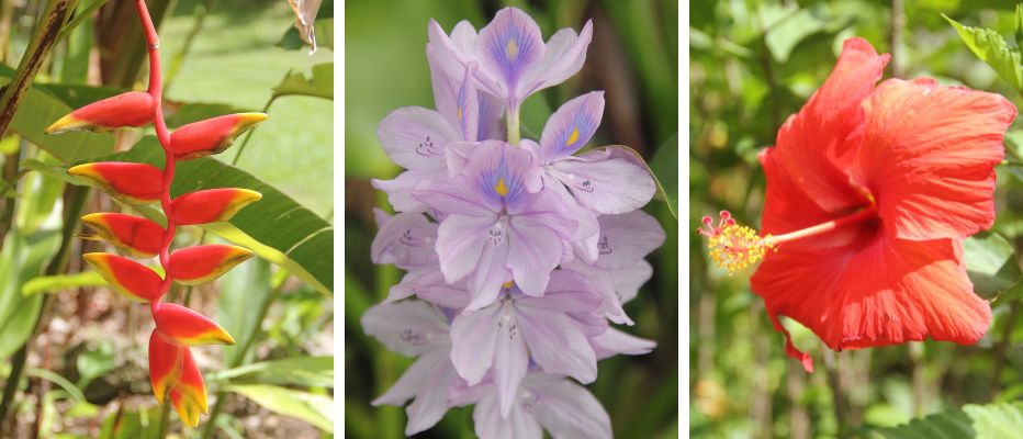 Colourful flora