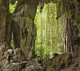 Welchman Hall Gully, Barbados