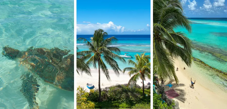 Sea turtle and views of Worthing Beach