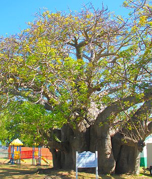 Baobab tree in Queen's Park, Barbados