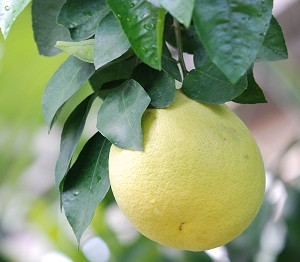 The Grapefruit Tree of Barbados