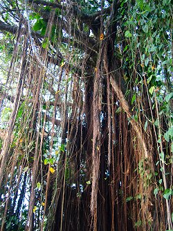 Array af Se venligst protektor Barbados Bearded Fig Tree