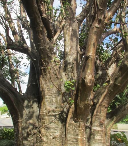 Baobab tree located at Warrens, Barbados