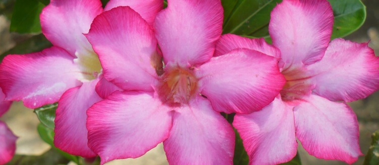 Barbados flora Barbados flora