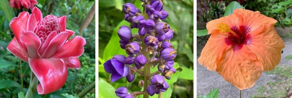 flower forest barbados