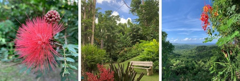 Views around Flower Forest Botanical Gardens in Barbados