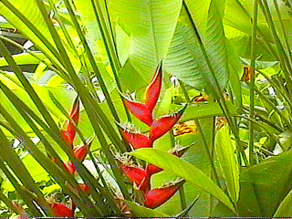 Heliconia flower