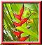 Heliconia