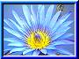 Blue Lotus