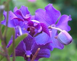 Barbados orchid