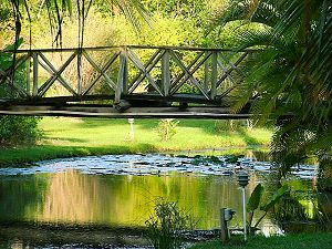 Barbados Horticulture: Open Gardens: Petrea