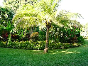Barbados Open Gardens - Petrea