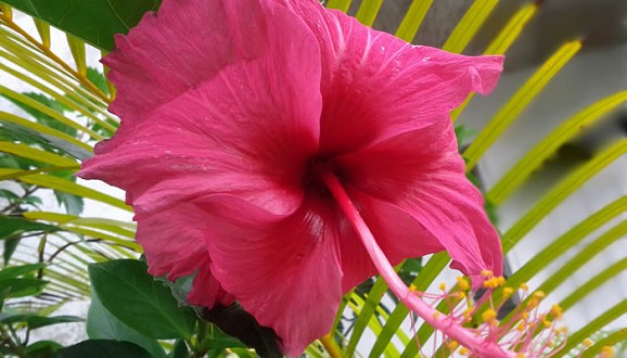 Pink Hibiscus