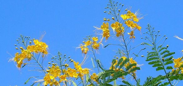 Pride Of Barbados National Flower