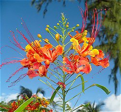 Pride of Barbados