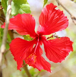 Red Hibiscus