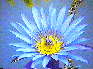 The lovely Blue Lotus!