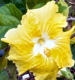 Yellow Hibiscus