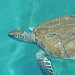 Swim with turtles