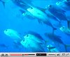 view Tropical fish as viewed from Atlantis Submarine