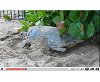 view Hawksbill turtle laying eggs at Speightstown