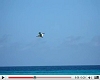view Pelican off Barbados' south coast