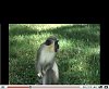 view Green Monkeys on Golf Course