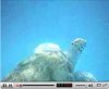 view Swimming with Turtles in Barbados