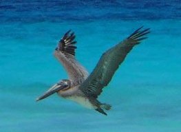 Barbados pelican, Barbados