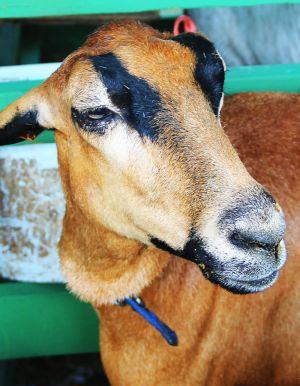 Barbados Black Belly Sheep