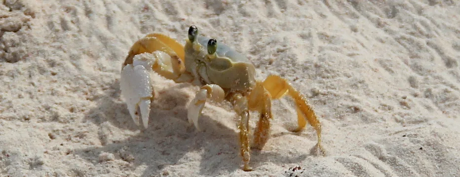 An Atlantic Ghost Crab scurrying across the sand