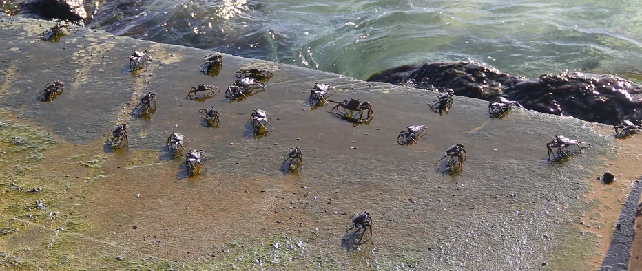 A group of Sally Lightfoot Crabs along the boardwalk