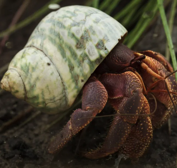 Hermit crab using a shell as its home