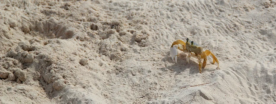 Atlantic Ghost crab checking out its sand holes