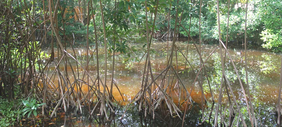 The Mangroves at Graeme Hall Nature Sanctuary