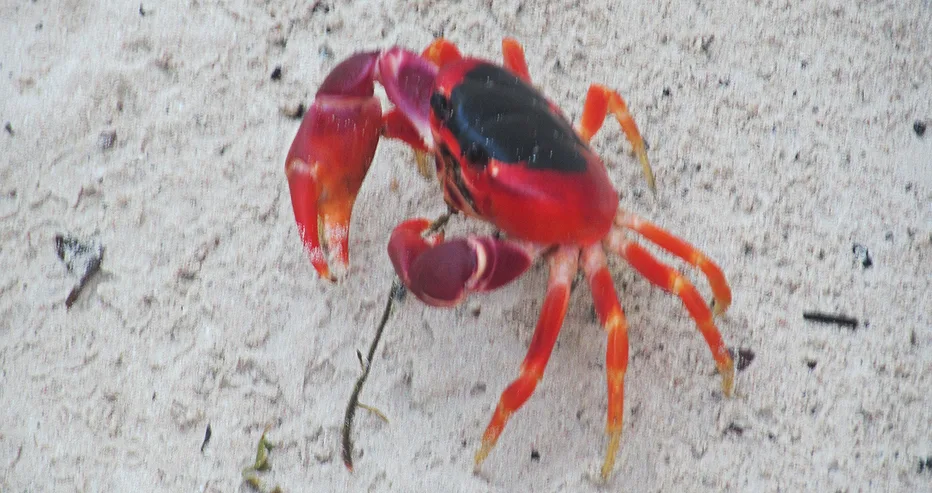 A vibrant bright red Caribbean land crab