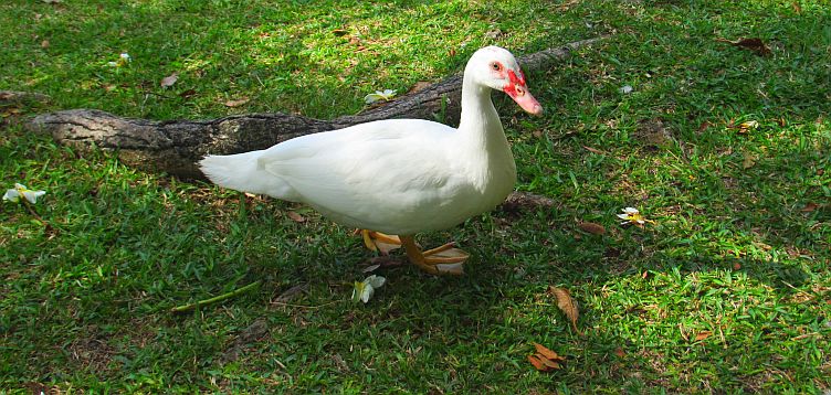 Duck at Codrington College