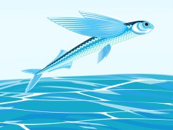 Flying fish send spirits soaring