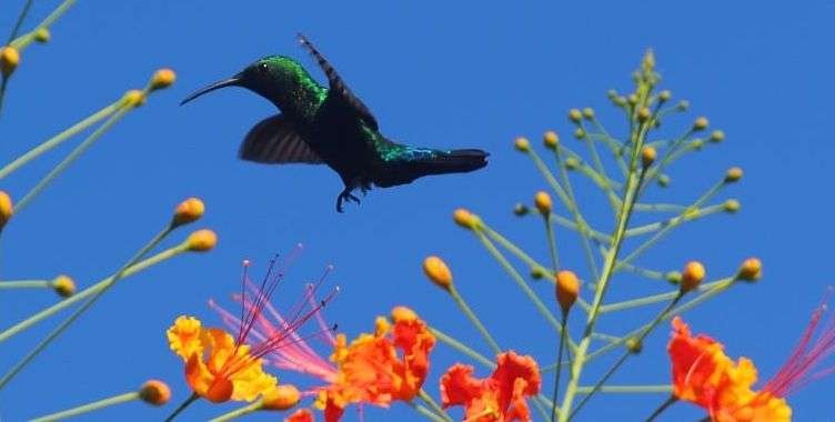 Hummingbird amongst Pride of Barbados flowers