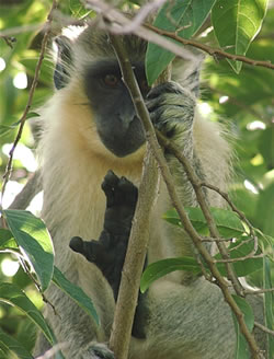 Bajan monkey