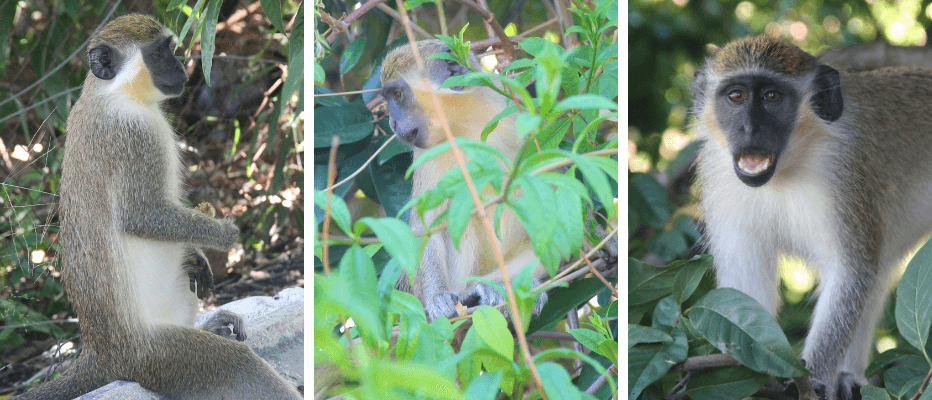 Mono verde africano de Barbados