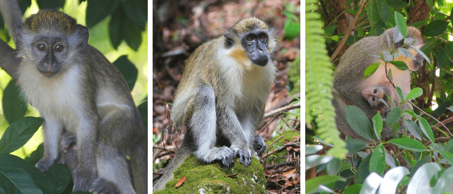 Monos verdes en Barbados, 2024