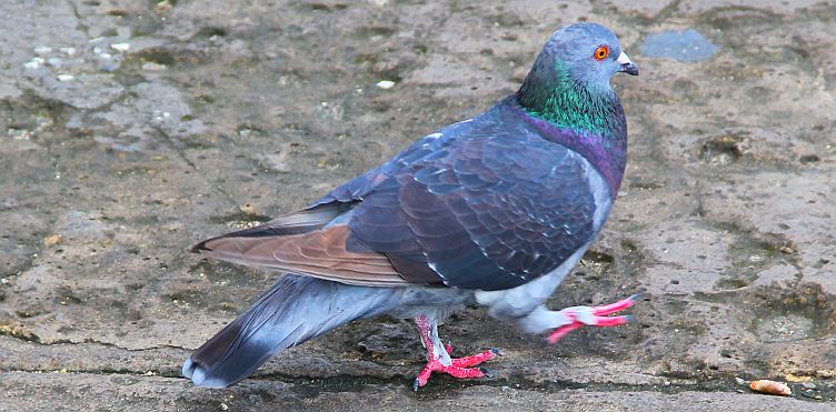 Pigeon in Bridgetown, Barbados