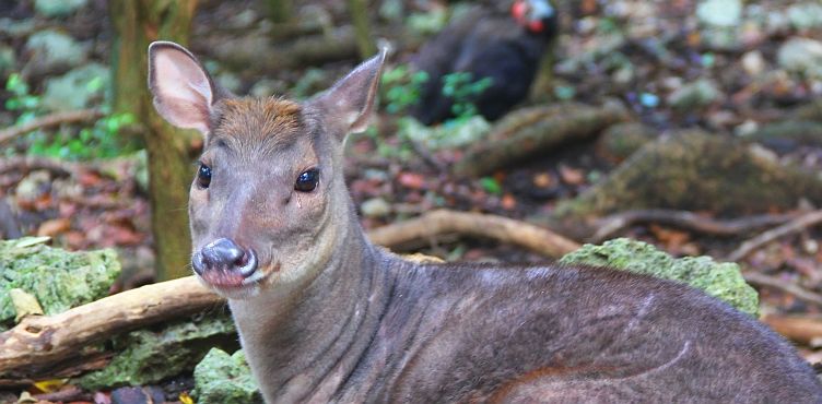 Deer at Barbados Wildlife Reserve