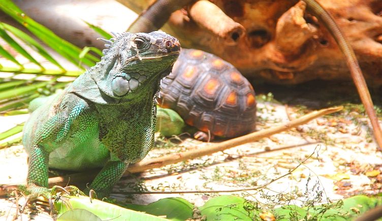 Iguana and Tortoise