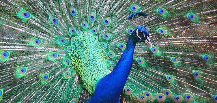 Peacock showing his stunning feathers