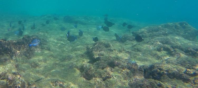 Snorkel with tropical fish