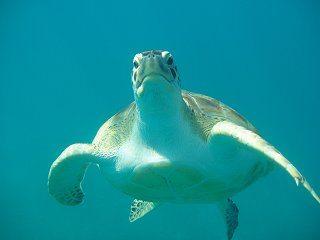 Barbados turtle