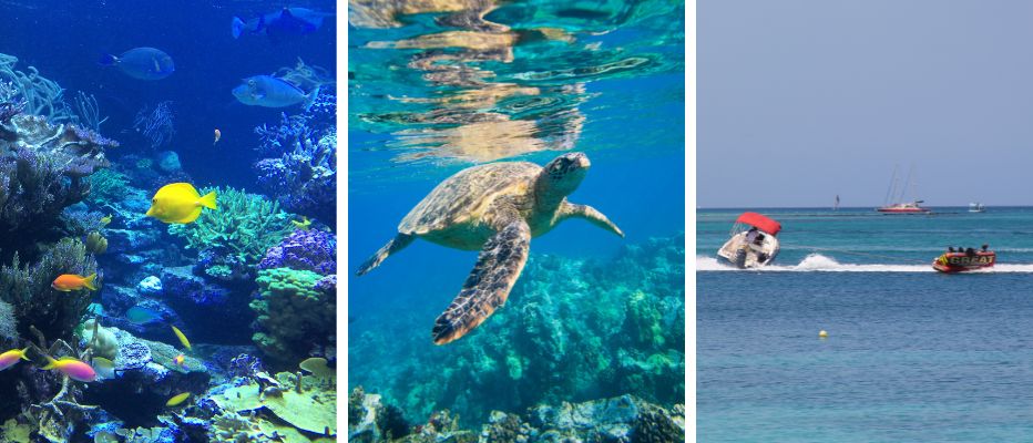 Snorkeling, swimming with sea turtles and towable tubing - some of the Barbados adventure activities available